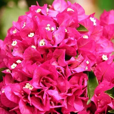 Hébergement de vacances Il Carrubo