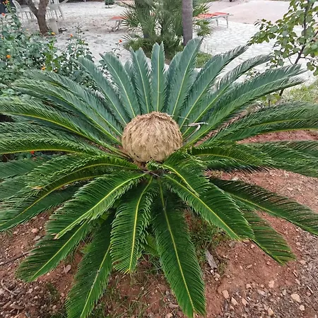 Il Carrubo Hébergement de vacances