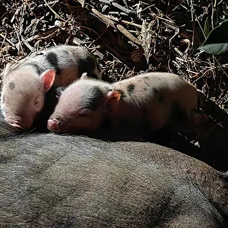 Il Carrubo Ferienhaus