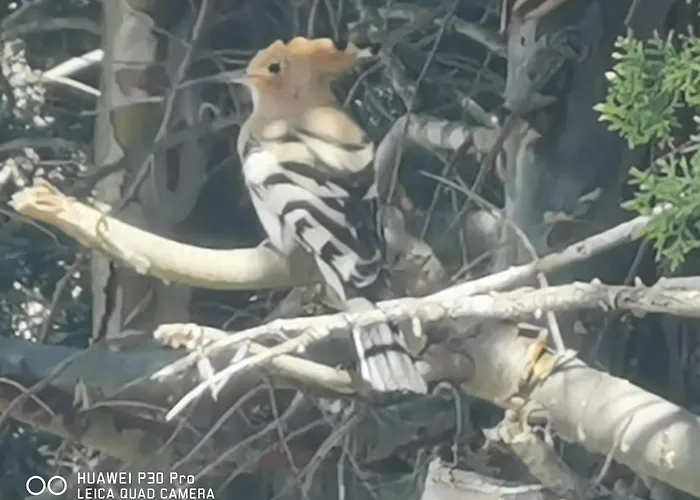 Feriehus Il Carrubo *